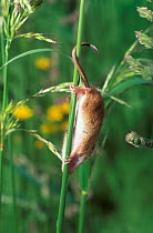 Harvest mouse climbing on gras stem {Micromys minutus}
