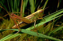 Meadow grasshopper (Chorthippus parallelus). UK, Europe