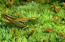 Meadow grasshopper (Chorthippus parallelus) UK