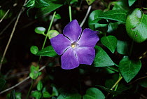 Lesser periwinkle flower., Spain