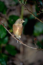 Linnet male in non-breeding plumage  {Acanthis cannabina}