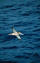 Tristan albatross {Diomedea dabbenena} gliding above sea, Southern Indian Ocean