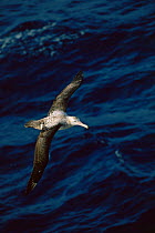Tristan albatross {Diomedea dabbenena} in flight, Southern Indian Ocean