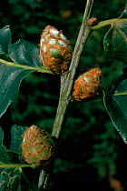 Artichoke galls on oak buds caused by gall wasp (Andricus fecundator), September. UK, Europe
