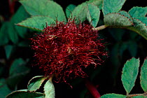 Bedegaur gall (Robin's pin cushion gall) on Dog rose, Gall wasp (Diplolentis rosea), August. UK, Europe