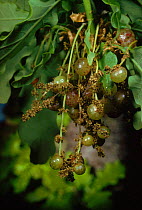 Currant galls on oak male flowers caused by gall wasp (Neurotus quercus-baccarum), June. UK, Europe