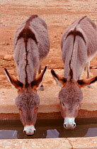 Domestic donkeys drinking & showing dorsal cross. SE Morocco