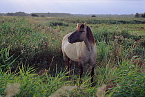 Polish Tarpan horse (Equus caballus) grazing, Minsmere RSPB reserve, Suffolk, UK