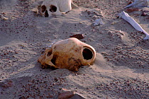 Trepanned skull, Paracas culture. Paracas NP, Peru