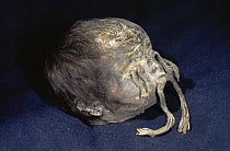 Tsansa shrunken head, Shuar, Indian Ecuador. South America Jivaro Shuar tribe used to shrink head of enemies killed in battle - first they removed the skull and boiled it to shrink the head.  Then th...