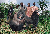 Dead Mountain gorilla silverback 'Rugabo' shot by poachers, Virunga NP. DR Congo