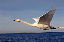 Imprinted Whooper swan in flight, England