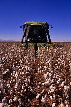 Cotton harvesting,  Pinal County, Arizona, USA