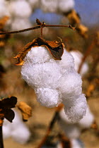 Ripe Cotton seed {Gossypium sp} Pakistan
