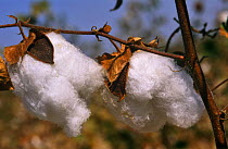 Cotton seeds {Gossypium sp} Gujrat, Pakistan
