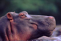 Hippopotamus head in profile, Virunga NP, DR Congo, Rutshuru river