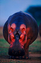 Hippopotamus portrait head on, Virunga NP, DR Congo, Rutshuru river