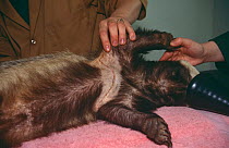 Anaesthetised Badger showing snare wounds, {Meles meles} Taunton Wildlife hospital, UK