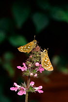 Silver spotted skipper butterflies, England