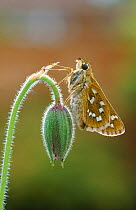 Silver spotted skipper butterfly, Surrey, England