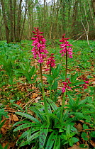 Early purple orchids in coppiced woodland UK, Somerset, UK