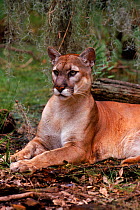 RF- Puma / Florida panther (Puma concolor couguar), portrait. Florida, USA. (This image may be licensed either as rights managed or royalty free.)
