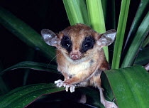 Mexican mouse opossum {Marmosa mexicana} Belize, Central America