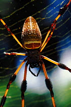 Golden silk spider, adult female {Nephila clavipes}  Florida, USA