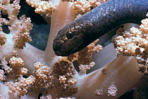 Olive brown sea snake (Aipysurus laevis) in Alcyonarian coral, Greatt Barrier Reef, Australia.