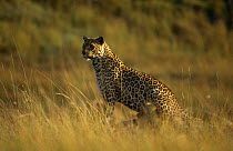 Leopard {Panthera pardus} 'Half Tail' on location for Big Cat Diary, Masai Mara NR, Kenya