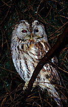 Tawny Owl, Germany