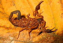 Scorpion with young on back, Santa Rosa NP, tropical dry forest, Costa Rica