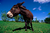 Domestic donkey. Wisconsin, USA