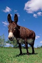 Domestic donkey. Wisconsin, USA