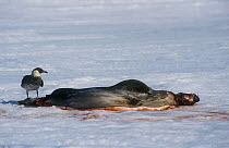 Pomarine skua {Stercorarius pomarinus} feeding on seal carcass, Canada