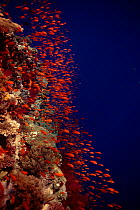 Coral reef scenery with Anthias (Pseudanthias squamipinnis). Eygpt, Red Sea, Middle East