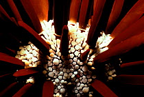 Slate pencil sea urchin {Heterocentrotus mammillatus} Hawaii, Pacific Ocean