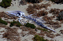 Humpback whale skeleton, Seal Bay, Kangaroo Island. Australia