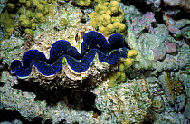 Tridachna giant clam, on coral reef in shallow lagoon, Great Barrier Reef, Australia