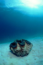 Giant clam on sea bed, Indo-Pacific