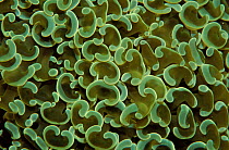 Close-up detail of coral, Philippines