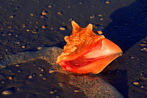 Queen conch shell on Florida beach, USA
