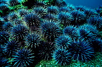 Purple sea urchins, California USA