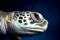 Close-up of Green turtle {Chelonia mydas} Grand Cayman Island, Caribbean