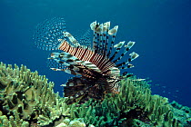 Lionfish on coral reef, Indo-Pacific