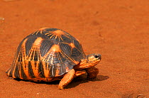 RF- Radiated tortoise (Astrochelys radiata) walking, Berenty Private Reserve, Madagascar. (This image may be licensed either as rights managed or royalty free.)