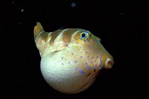 Crown Toby pufferfish inflated at night {Canthigaster coronata} Red Sea, Egypt