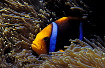 Orange fin anemonefish {Amphiprion chrysopterus} in sea anemone