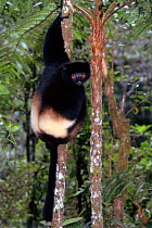 Milne Edward's Diademed sifaka, Ranomafana NP Madagascar {Propithecus diadema edwardsi}
