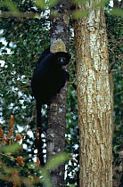 Perrrier's black diademed sifaka Analamera Res. Madagascar {Propithecus diadema diadema}